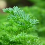 Parsley - growing, planting, reproduction and care