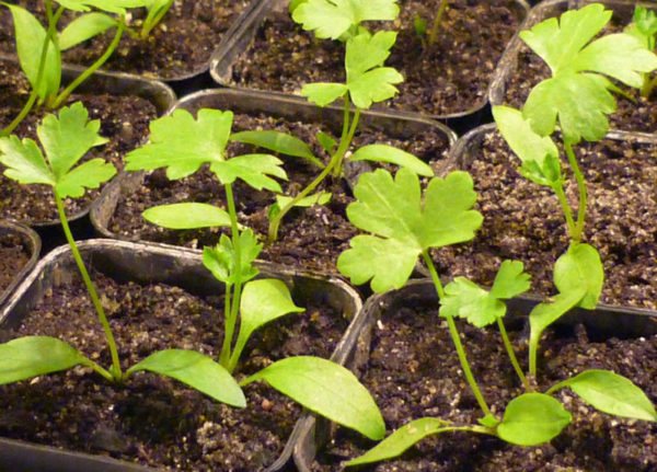 Persilja i växthuset på vintern vilka förhållanden som måste skapas och hur man odlar persilja korrekt