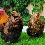 Rooster and hen of the Orpington breed.