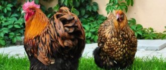Rooster and hen of the Orpington breed.