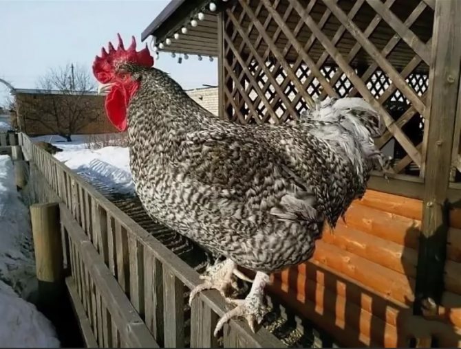Ayam jantan di pagar