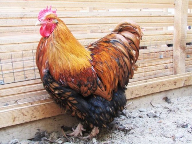 Orpington rooster