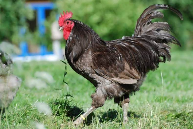 Cock