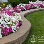 Petunias (pictured) are luxurious ornamental plants that bloom throughout the warm season in open flower beds, verandas and balconies