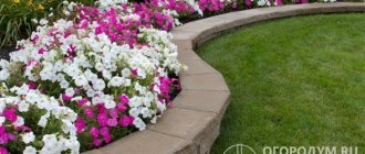 Petunias (pictured) are luxurious ornamental plants that bloom throughout the warm season in open flower beds, verandas and balconies