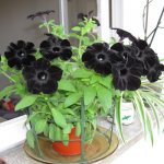 petunia svart sammet