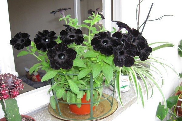 petunia svart sammet