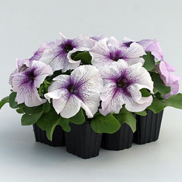Petunia: photos and names of the best varieties