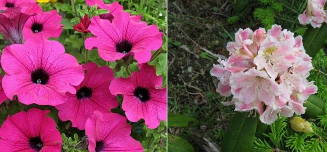 Petunia and rhododendron