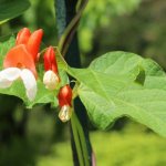 Phaseolus coccineus, който образува червени цветя, напоследък все повече се отглежда като непретенциозно декоративно растение