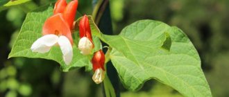 Phaseolus coccineus, който образува червени цветя, напоследък все по-често се отглежда като непретенциозно декоративно растение