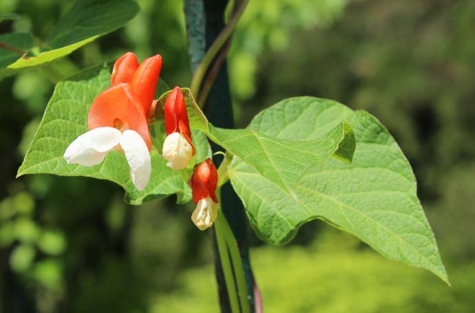 Phaseolus coccineus, היוצר פרחים אדומים, גידל לאחרונה יותר ויותר כצמח נוי יומרני