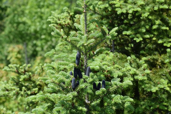 Balsam fir with cones