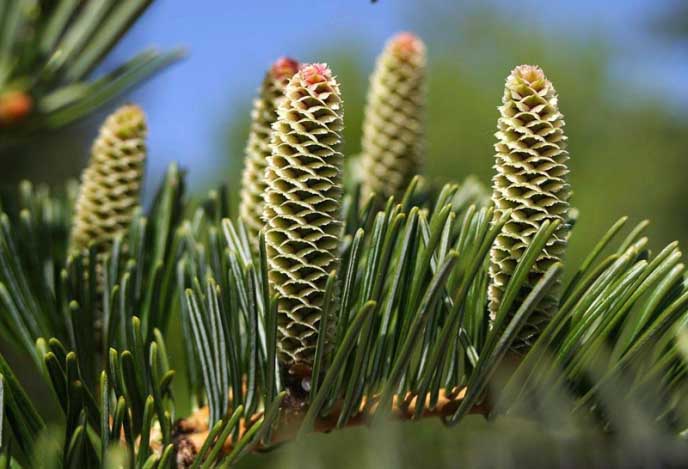 Siberian fir is most often propagated by seed.