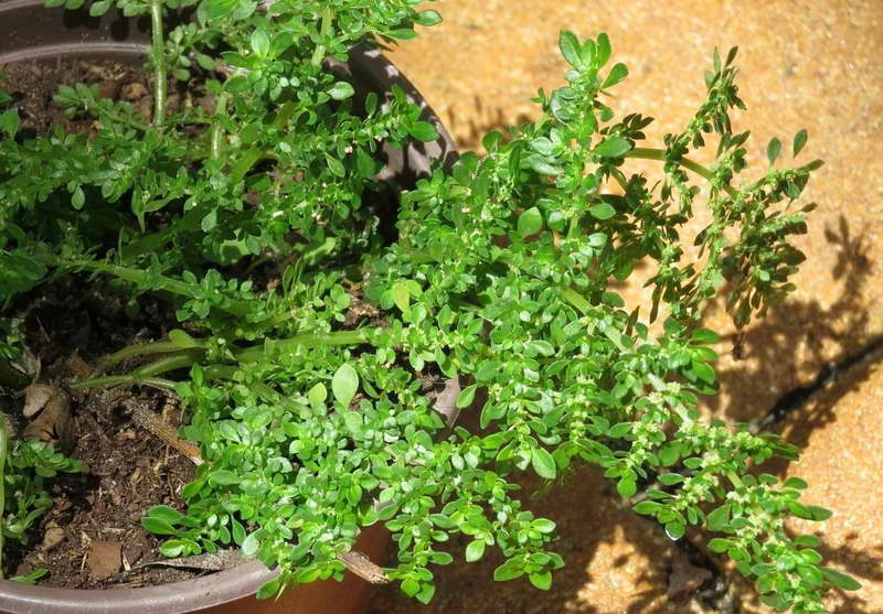 Pilea småbladig Pilea microphylla foto