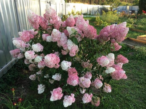 Dama roz hortensie paniculata