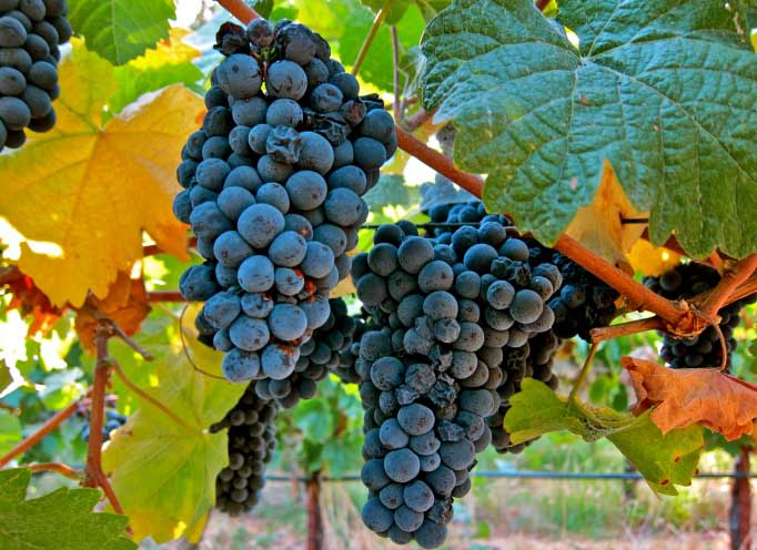 هناك طلب كبير على Pinot Meunier في إنتاج النبيذ ويعطي المنتج النهائي رائحة فاكهية غنية ومكررة