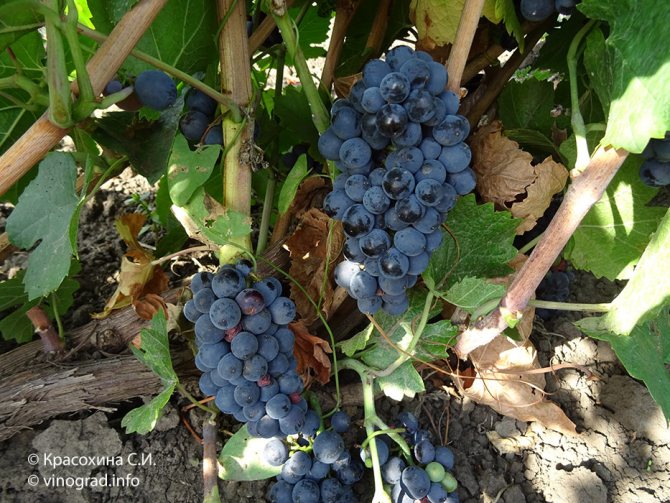 Pinot Noir - مجموعة متنوعة من العنب