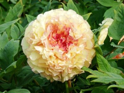 Peony Arboreal Gold Placer