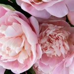 Peony pearl placer