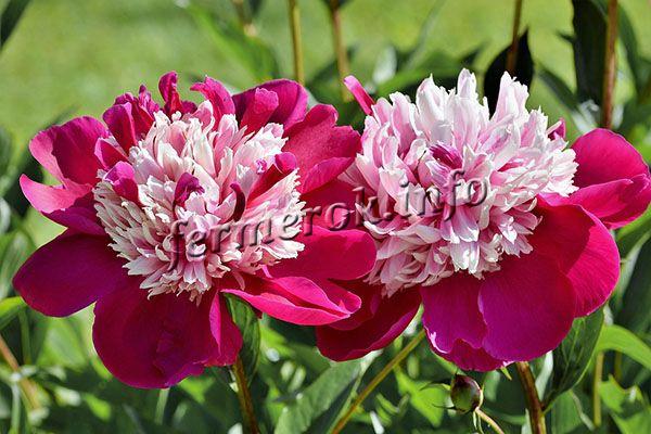 Peonies can decorate any area