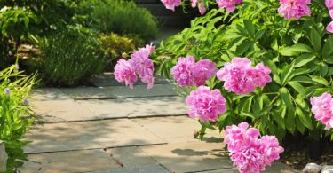 Peonies, planting and care
