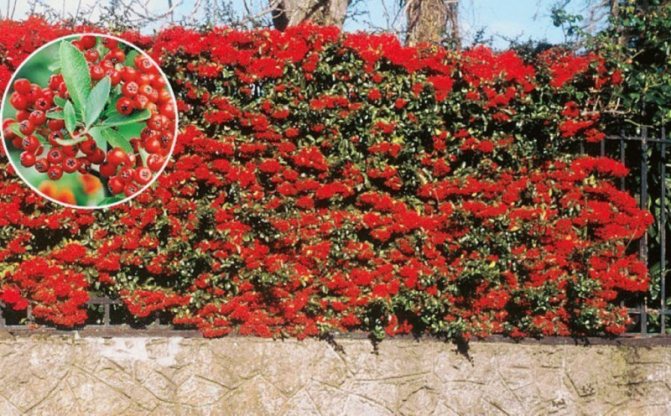Pyracantha - growing, planting, reproduction and care