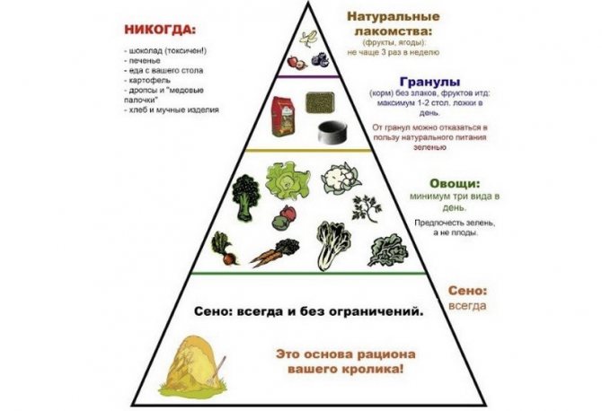 Хранителна пирамида