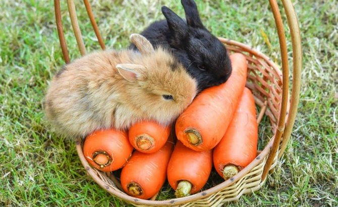 Alimente pentru iepuri