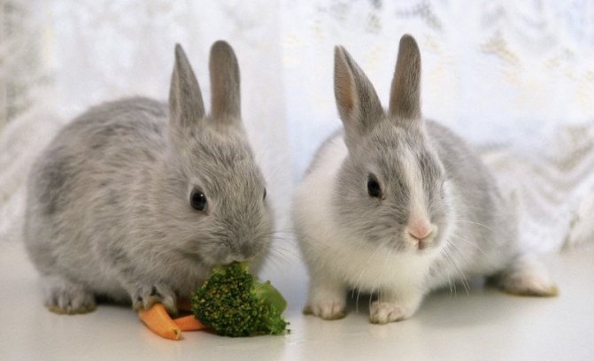 Krmení králíků