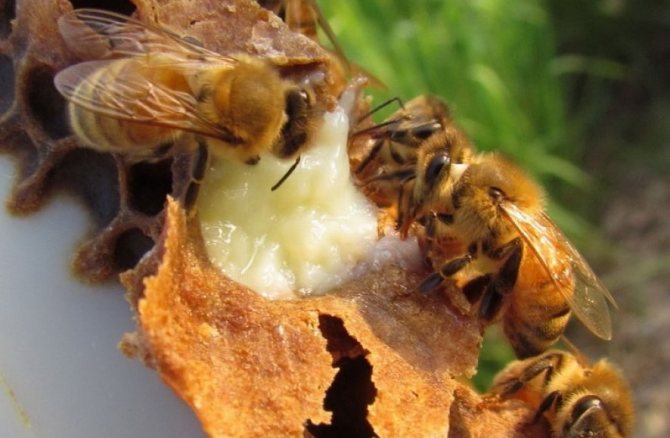 Хранене с пчелно млечице