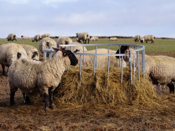 Хранене на овце от породата Романов