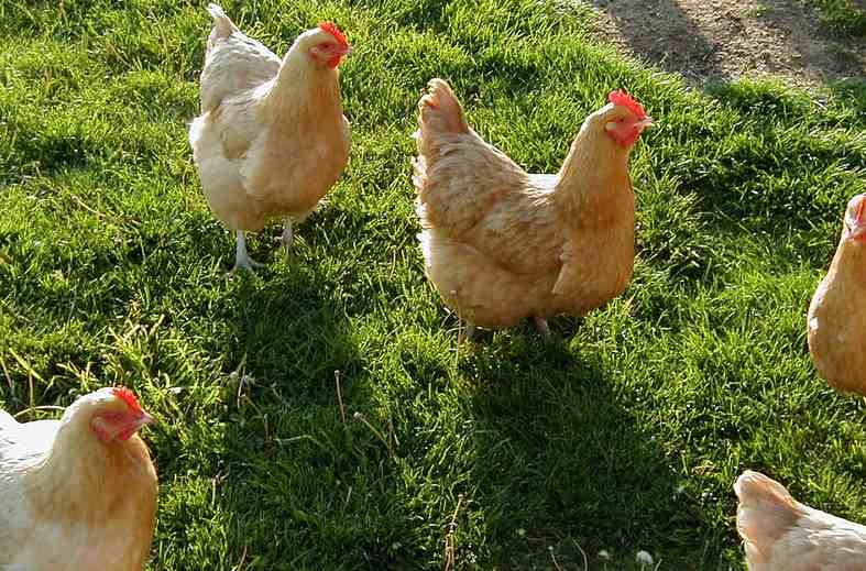Feeding on grass and insects, chickens provide themselves with a balanced diet
