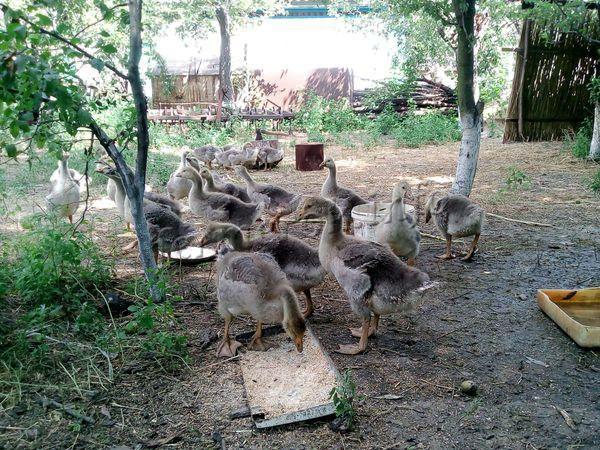 Three-week-old goslings feed no more than 3-4 times a day