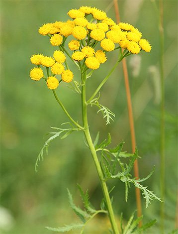 Tansy has a very strong odor, so it can be used to repel fleas in the same way as wormwood.