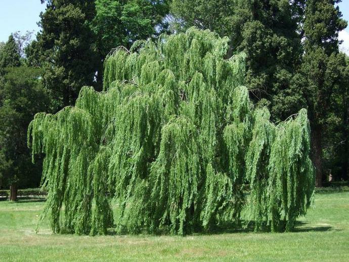 Weeping willow is a tree with a drooping crown and a bark color of young specimens that distinguishes from other varieties