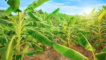 Banánová plantáž