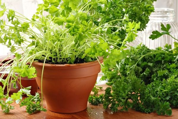 A plastic pot with a height of 25 cm is well suited for growing parsley