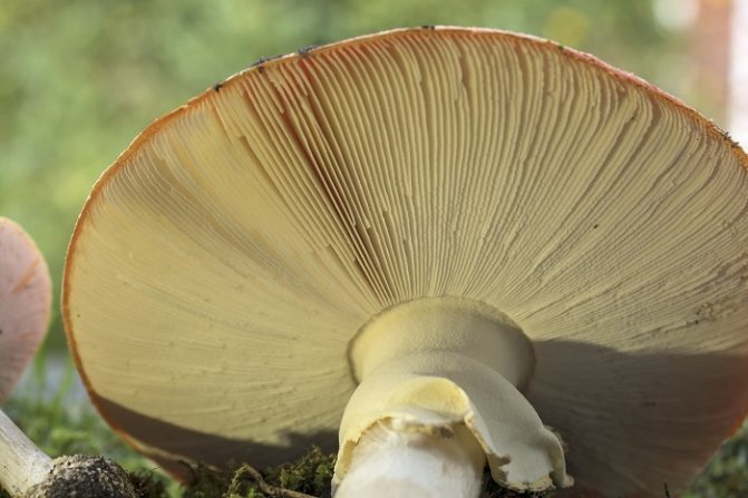 Lamellar mushrooms