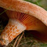 lamellar mushrooms