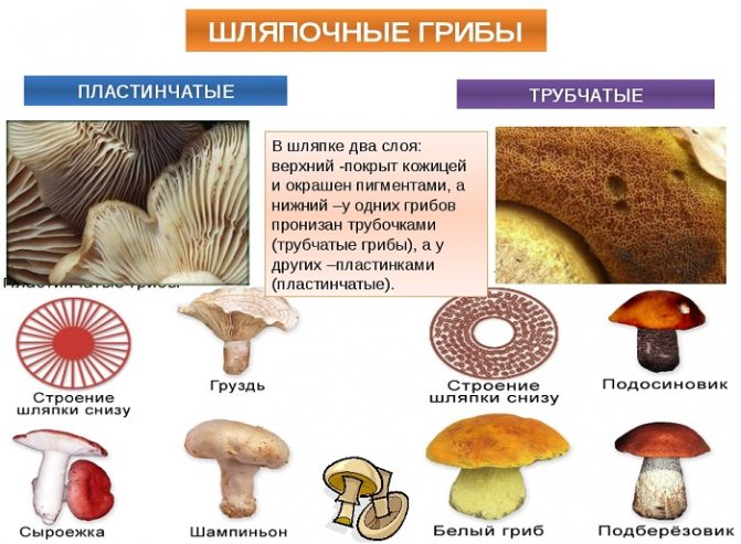Lamellar and tubular mushrooms