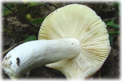 Lamellar edible mushroom