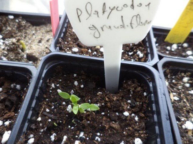 Platicodon: plantering och vård hemma