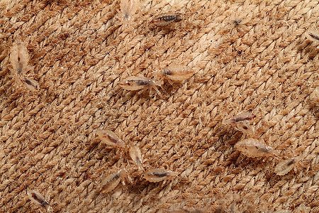 Body lice are ideally suited to life on a person's clothing
