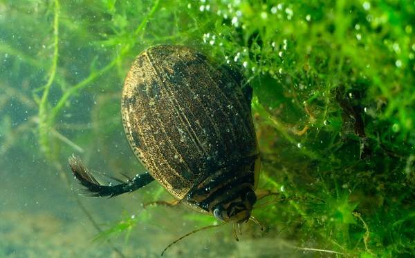 Descărcarea-caracteristicilor-speciei-stil-de-viață-și-habitat-1 a gândacului de înot