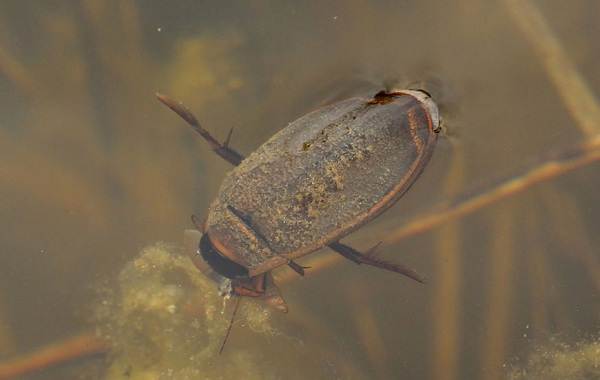 Плувен бръмбар-описание на насекоми-характеристики-видове-начин на живот и местообитание-4
