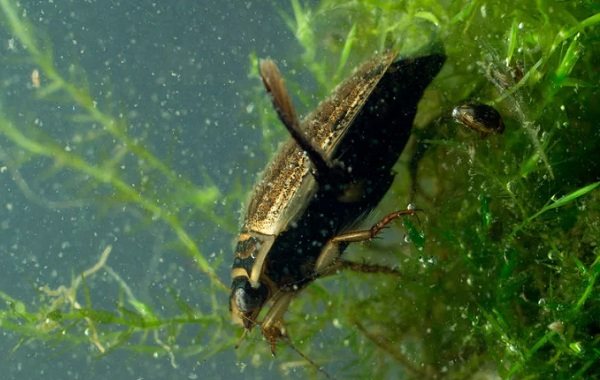 Плувен бръмбар-описание на насекоми-характеристики-видове-начин на живот и местообитание-15