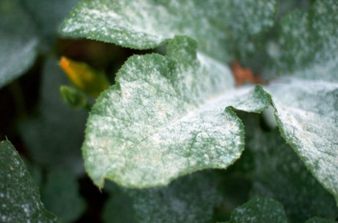 Mold on the leaf of the plant