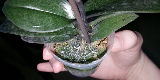 mucegai în substrat de orhidee