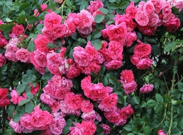 Perbarisan naik mawar dengan bunga sutera berwarna merah jambu